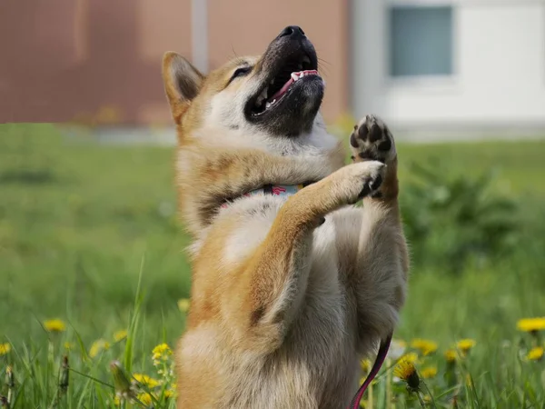 クローズアップ緑の芝生の中で美しく幸せな赤い柴犬の子犬の肖像画 小さな犬 ドージコイン 笑顔で赤い毛の日本犬 タンポポ 背景のデイジー 高品質の写真 — ストック写真