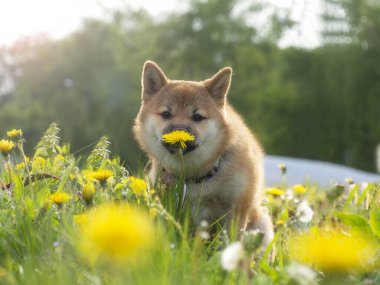 Yeşil çimenlikteki güzel ve mutlu kırmızı shiba inu köpeğinin yakın plan portresi, küçük köpek. Dogecoin. Gülümseyen kızıl saçlı Japon köpeği. Arka planda karahindibalar, papatyalar. Yüksek kalite fotoğraf. 