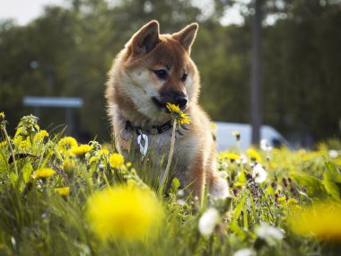 Yeşil çimenlikteki güzel ve mutlu kırmızı shiba inu köpeğinin yakın plan portresi, küçük köpek. Dogecoin. Gülümseyen kızıl saçlı Japon köpeği. Arka planda karahindibalar, papatyalar. Yüksek kalite fotoğraf. 