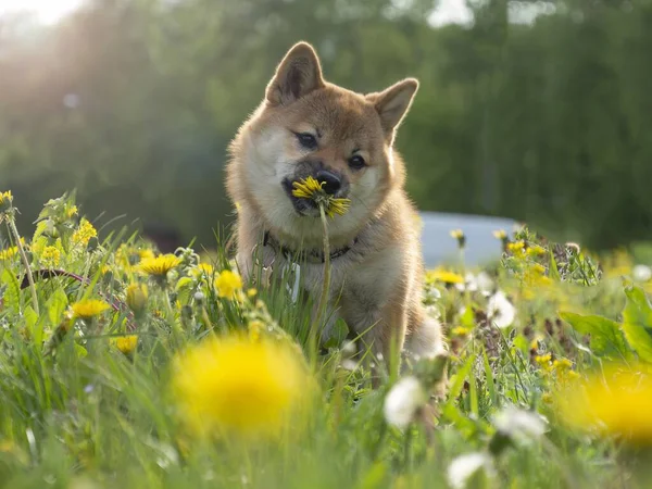 Close Portrait Beautiful Happy Red Shiba Inu Puppy Green Grass — Stock Photo, Image