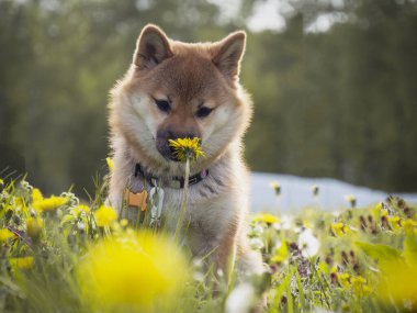 Yeşil çimenlikteki güzel ve mutlu kırmızı shiba inu köpek yavrusunun portresi, küçük köpek..