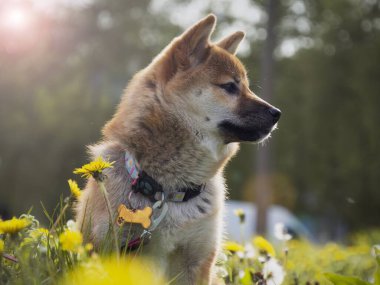 Yeşil çimenlikteki kırmızı shiba inu yavrusuna yakın plan, küçük köpek..  