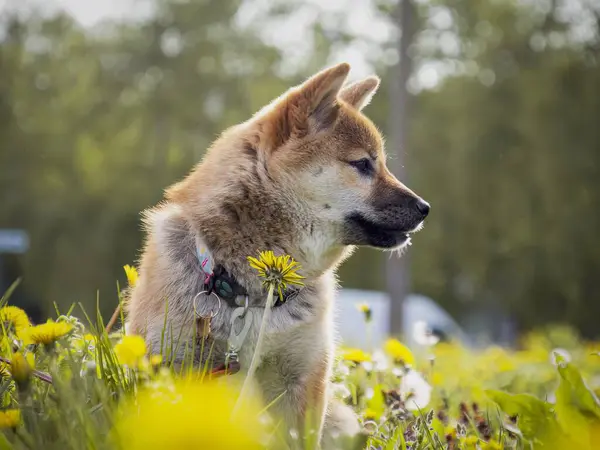 Primer Plano Del Cachorro Rojo Shiba Inu Hierba Verde Perro — Foto de Stock