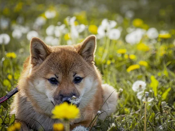 Yeşil çimenlikteki güzel ve mutlu kırmızı shiba inu köpeğinin yakın plan portresi, küçük köpek. Dogecoin. Gülümseyen kızıl saçlı Japon köpeği. Arka planda karahindibalar, papatyalar. Yüksek kalite fotoğraf. 