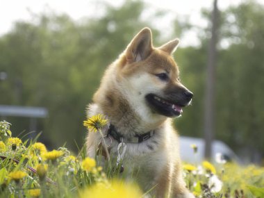 Yeşil çimenlikteki güzel ve mutlu kırmızı shiba inu köpeğinin yakın plan portresi, küçük köpek. Dogecoin. Gülümseyen kızıl saçlı Japon köpeği. Arka planda karahindibalar, papatyalar. Yüksek kalite fotoğraf. 