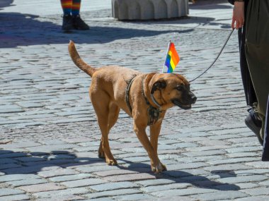 Kahverengi bir köpek, boynunda parlak bir eşarpla her yıl düzenlenen LGBT topluluğunun gey geçit törenine katılıyor. Eşcinsel onur yürüyüşü, özgürlük ve çeşitlilik, mutlu katılımcılar yürüyüşü. Baltık Gururu bir...