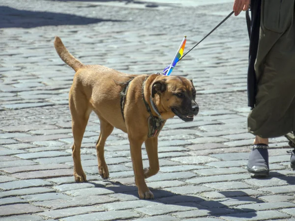 A brown dog takes part in the annual gay parade of the LGBT community with a bright scarf around his neck. gay pride parade of freedom and diversity, happy participants walking. Baltic Pride is an