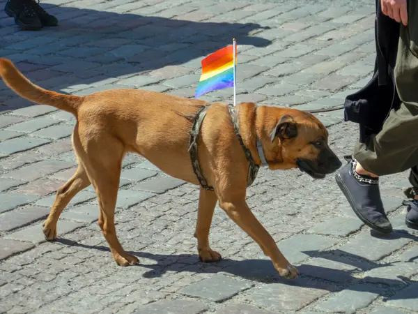 A brown dog takes part in the annual gay parade of the LGBT community with a bright scarf around his neck. gay pride parade of freedom and diversity, happy participants walking. Baltic Pride is an