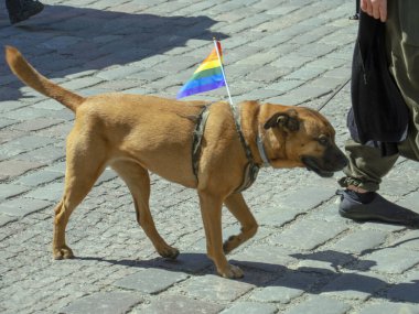 Kahverengi bir köpek, boynunda parlak bir eşarpla her yıl düzenlenen LGBT topluluğunun gey geçit törenine katılıyor. Eşcinsel onur yürüyüşü, özgürlük ve çeşitlilik, mutlu katılımcılar yürüyüşü. Baltık Gururu bir...