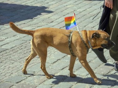 Kahverengi bir köpek, boynunda parlak bir eşarpla her yıl düzenlenen LGBT topluluğunun gey geçit törenine katılıyor. Eşcinsel onur yürüyüşü, özgürlük ve çeşitlilik, mutlu katılımcılar yürüyüşü. Baltık Gururu bir...