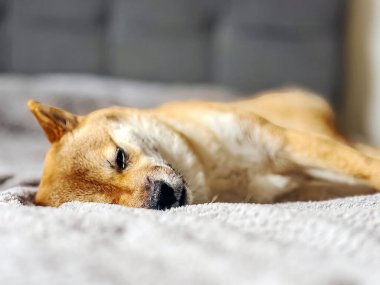 Sevimli kırmızı Shiba Inu köpeği, parlak ve şık bir yatak odasında rahat bir yatakta huzur içinde uyuyor. Yüksek kalite, hayvan dostu görüntü ev dekorasyonu ya da yaşam tarzı projeleri için mükemmel. Boşluğu kopyala