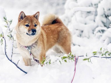 Sevimli kırmızı Shiba Inu köpeği parlak bir kış bahçesinde karda neşeyle oynuyor. Yüksek kalite, hayvan dostu görüntü mevsimlik, açık hava ya da yaşam tarzı projeleri için mükemmel. Boşluğu kopyala.