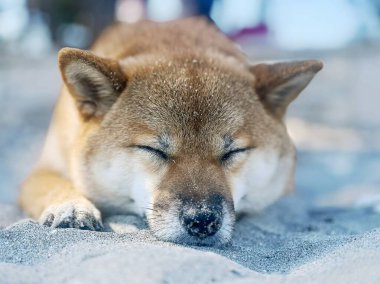 Sevimli kırmızı Shiba Inu köpeği güneşli bir yaz gününde yemyeşil çimlerde mutlu bir şekilde yürüyor. Yüksek kalite, hayvan dostu görüntü doğa, açık hava ya da yaşam tarzı projeleri için mükemmel. Boşluğu kopyala.