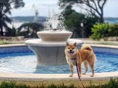 Sevimli kırmızı Shiba Inu köpeği güneşli bir günde şehir çeşmesinde mutlu mesut yürüyor. Yüksek kalite, evcil hayvan dostu görüntü şehir, açık hava ya da yaşam tarzı projeleri için mükemmel. Boşluğu kopyala.