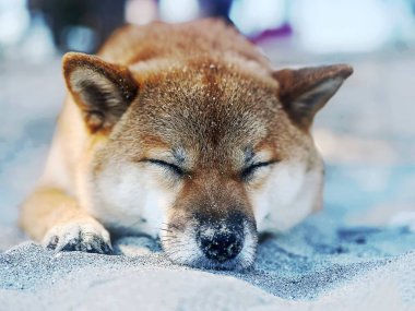 Sevimli kırmızı Shiba Inu köpeği, parlak ve şık bir yatak odasında rahat bir yatakta huzur içinde uyuyor. Yüksek kalite, hayvan dostu görüntü ev dekorasyonu ya da yaşam tarzı projeleri için mükemmel. Boşluğu kopyala