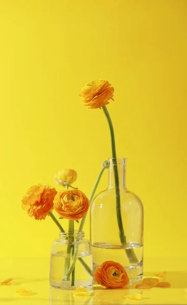 Yellow ranunculus flowers in glass bottles on yellow background. Creative, elegante floral concept. Minimalism aesthetic. Floral card layout or mockup