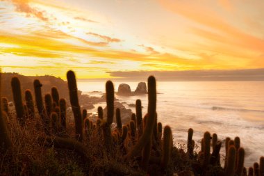 Punta de Lobos 'taki Cliff Pichilemu, VI Bölgesi, Şili