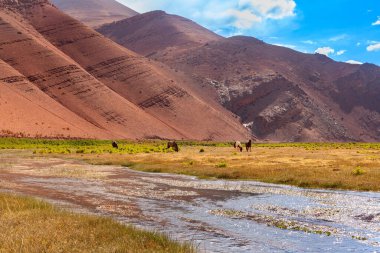 Quebrada Paredones, Tierra Amarilla, Şili 'de vahşi atlar otluyor.