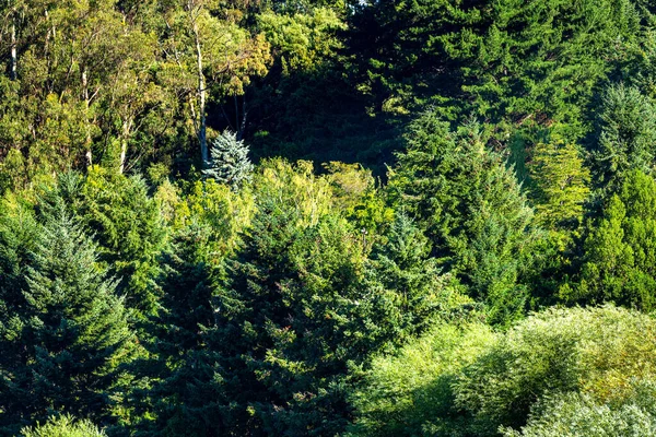 stock image A variety of native plants and trees in southern Chile