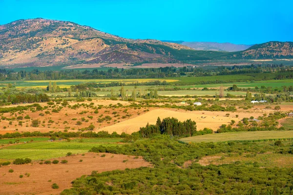 Campos Cultivo Fazendas Região Del Maule Sul Chile — Fotografia de Stock
