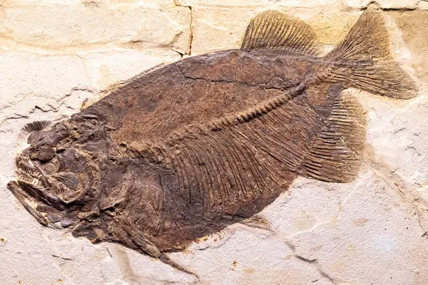 stock image A well-preserved petrified fossil of a prehistoric fish showcasing intricate details of the fishs skeletal structure, scales, and fins.
