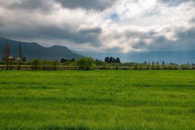 Santa Cruz, Şili 'de ekin tarlaları ve üzüm bağları görünüyor.