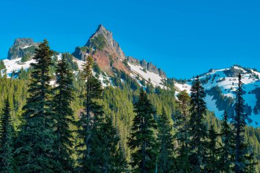 Mount Rainier Ulusal Parkı 'ndaki cennet alanı, Washington Eyaleti, ABD