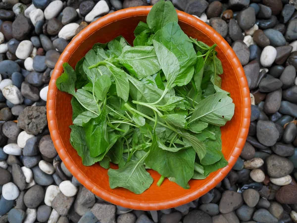 Picked spinach leaves in a red plastic container, the concept of healthy vegetables for food