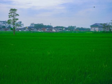 rice fields with rice plants that are still green are photographed in the morning, views of rice fields in the morning in Indonesia