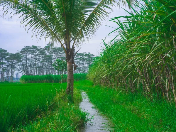 sugar cane fields with a small river flowing on the side of the fields overgrown with coconut trees, views of sugar cane fields in Indonesia, fresh and green field atmosphere