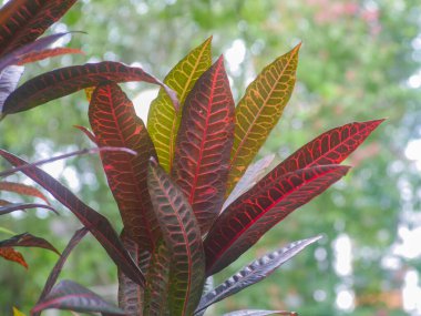 leaves of the croton plant in the tropics. Codiaeum variegatum. croton plant can be used as medicine to treat fever, flu, skin diseases and diarrhea, to sexually transmitted diseases