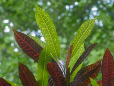 leaves of the croton plant in the tropics. Codiaeum variegatum. croton plant can be used as medicine to treat fever, flu, skin diseases and diarrhea, to sexually transmitted diseases