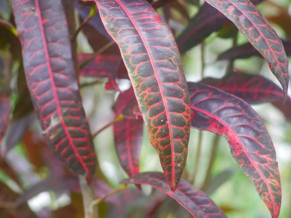 leaves of the croton plant in the tropics. Codiaeum variegatum. croton plant can be used as medicine to treat fever, flu, skin diseases and diarrhea, to sexually transmitted diseases