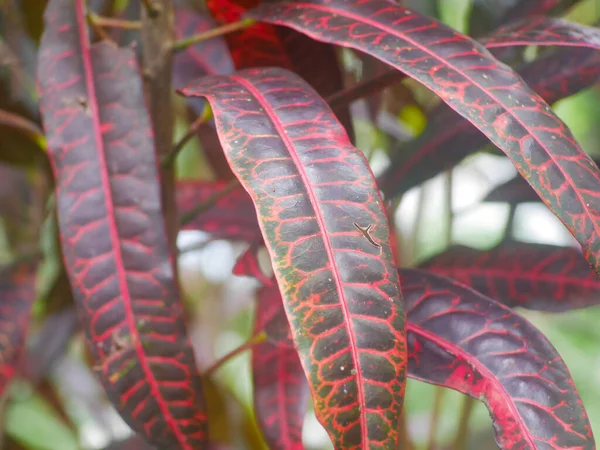 leaves of the croton plant in the tropics. Codiaeum variegatum. croton plant can be used as medicine to treat fever, flu, skin diseases and diarrhea, to sexually transmitted diseases