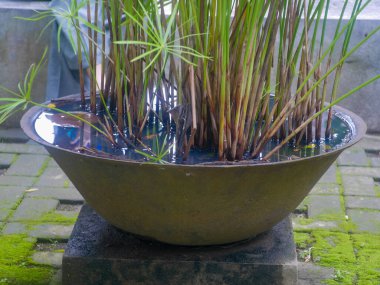 large pots for large, grouped plants, usually placed in large gardens. stagnant water in the pot which can be a breeding ground for mosquitoes. the Aedes aegypti mosquito