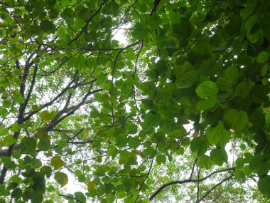 tree leaves that cover the top of the garden and create a beautiful sun flare effect
