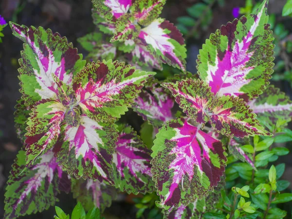 Coleus a genus of annual or perennial herbs or shrubs. Coleus leaves contain phenolic and flavonoid compounds which can function as antioxidants and counteract free radicals