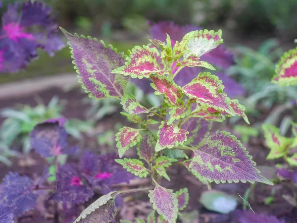 Coleus Genus Annual Perennial Herbs Shrubs Coleus Leaves Contain Phenolic — Foto Stock