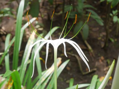 Zehirli maddeleri havadan, özellikle de karbon monoksitten temizlemek için en iyi bitki olan örümcek zambağı resmini kapat.