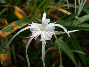 Zehirli maddeleri havadan, özellikle de karbon monoksitten temizlemek için en iyi bitki olan örümcek zambağı resmini kapat.