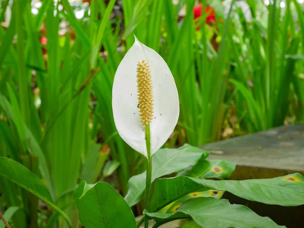 Spathiphyllum kochii 'nin ya da böceklerin istila ettiği nilüfer çiçeklerinin yakın fotoğrafını çek.