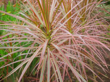 Odadaki nem seviyelerini kontrol ederken oksijen üretebilen dracaena marginata ya da madagaskar ejderha ağacının fotoğrafını kapat