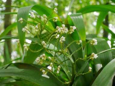 Xiphidium caeruleum bitkisi, yani Melek Fan Flower, Meksika, Kuzey Amerika 'dan geliyor. Guyana 'da bu bitki çarpık bacaklara neden olan solucan enfeksiyonlarını tedavi etmek için kullanılır.