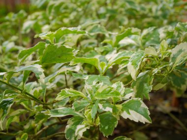 Duranta bitkisinin yaprakları saponin ve tanen içerirken, meyve de saponin ve flavonoid içerir. Şişmiş deri, sıtma ve kan dolaşımı için ilaç olarak kullanılabilir.
