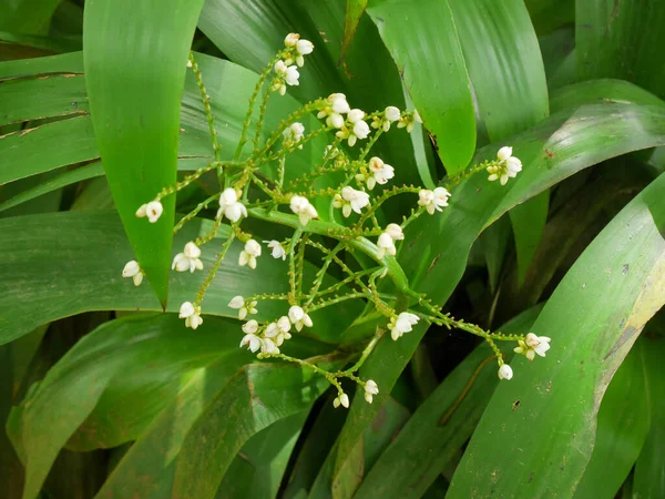 Xiphidium caeruleum bitkisi, yani Melek Fan Flower, Meksika, Kuzey Amerika 'dan geliyor. Guyana 'da bu bitki çarpık bacaklara neden olan solucan enfeksiyonlarını tedavi etmek için kullanılır.