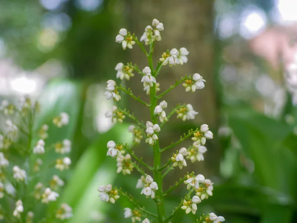 Xiphidium Caeruleum植物の花 すなわちAngel Fan Flowerはメキシコ 北米から来ています ガイアナでは この植物は曲がった足を引き起こすワーム感染症を治すために使用されます — ストック写真