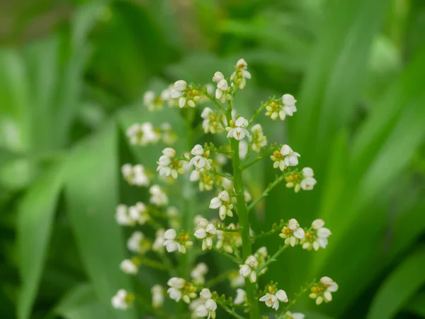 Xiphidium Caeruleum Pflanze Blume Nämlich Angel Fan Flower Stammt Aus — Stockfoto