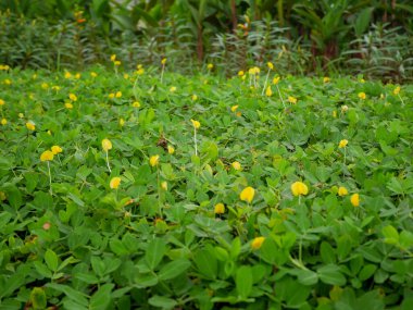 Fabaceae ailesinden sarı çiçekli sürünen yer fıstığı bitkisi. Açık zeminde çoğal