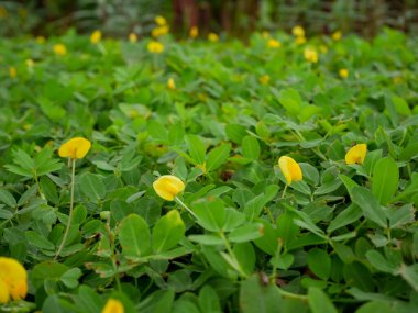 Fabaceae ailesinden sarı çiçekli sürünen yer fıstığı bitkisi. Açık zeminde çoğal