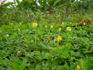 Fabaceae ailesinden sarı çiçekli sürünen yer fıstığı bitkisi. Açık zeminde çoğal